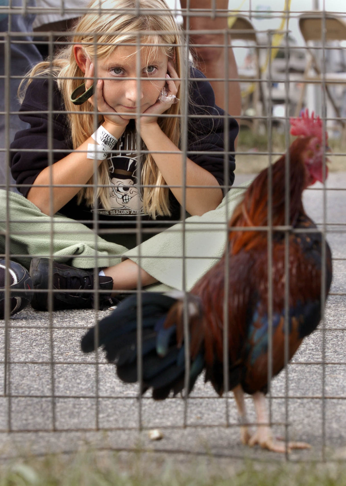 ROOSTER-CROWING CONTEST